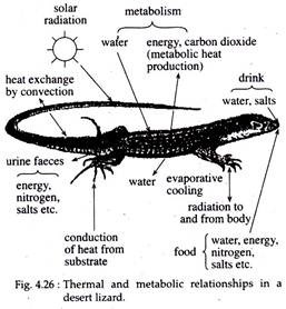 Thermal and Metabolic Relationships