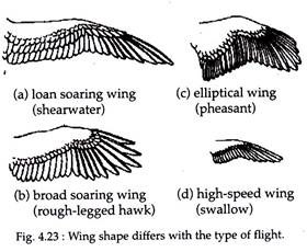 Wing Shape Differs with the Type of Flight