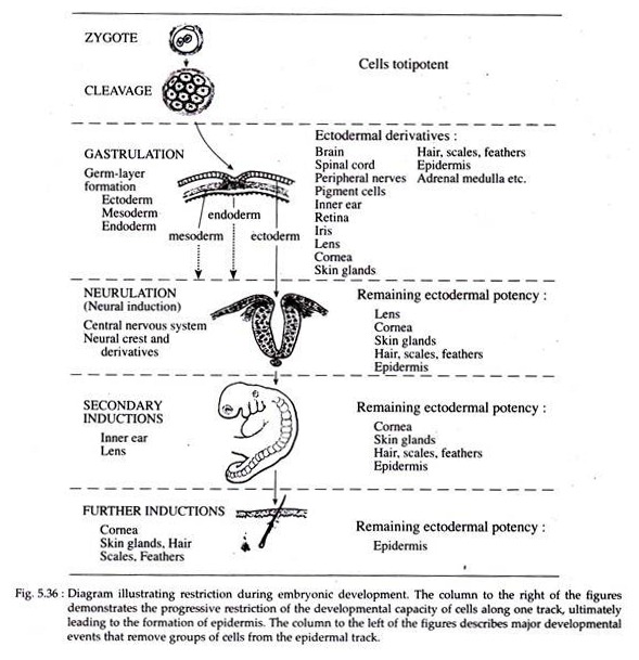 Restriction during the Embryonic Development