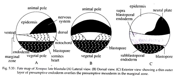 Fate Map of Xenopus Late Blastula