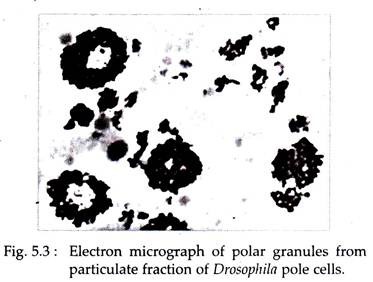 Electron Micrograph of Polar Granules