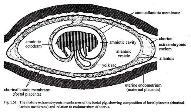 Mature Extraembryonic Membranes of the Foetal Pig