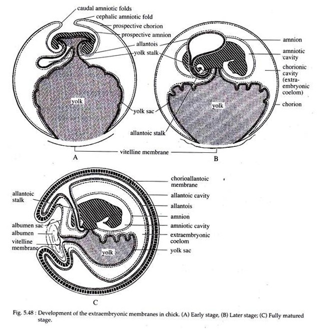 Development of the Extraembryonic Membranes in Chick