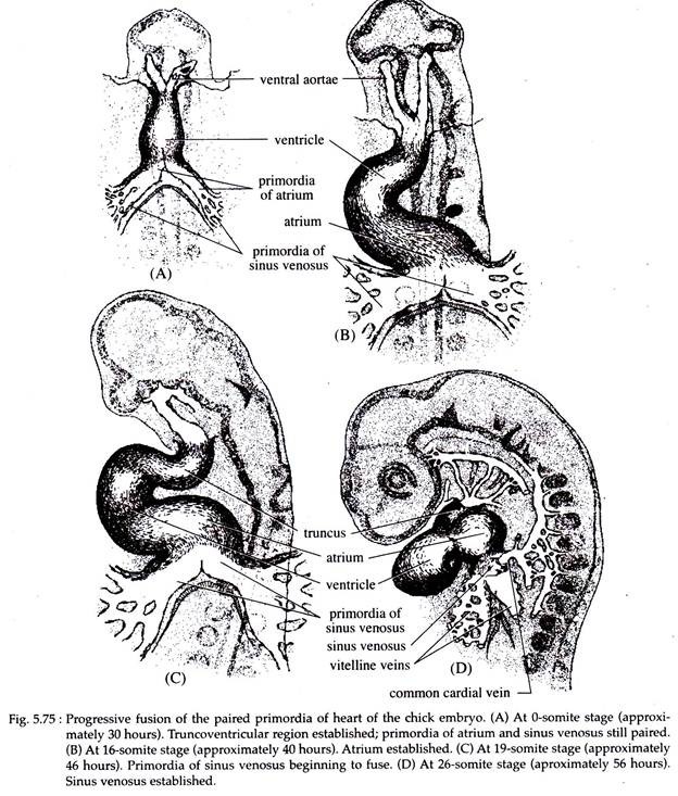 Progressive Fusion of the Paired Primordia