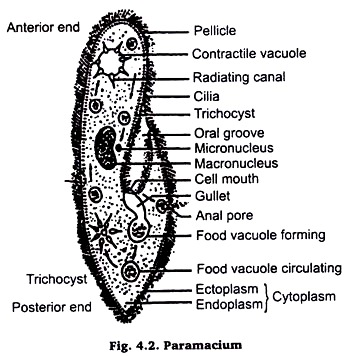 Paramacium