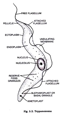 Trypanosoma