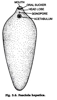 Fasciola Hepatica