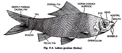 Labeo gonius (Rohu)