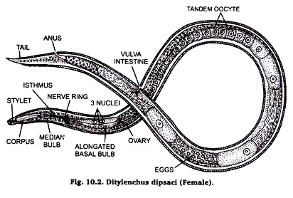 Ditylenchus dipsaci