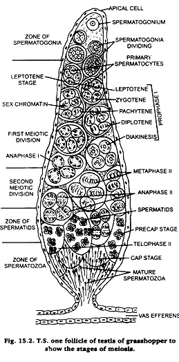 T.S. one follicie of testis of grasshopper to show the stages of meiosis