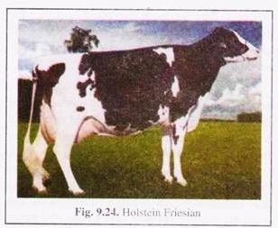 Holstein Friesian