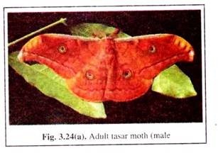 Adult Tasar Moth (Male)