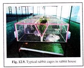 Typical Rabbit Cages in Rabbit House 