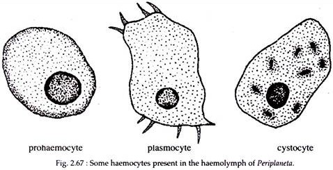 Circulatory System in Cockroaches Circulatory System in Cockroaches
