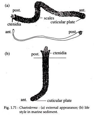 Chaetoderma