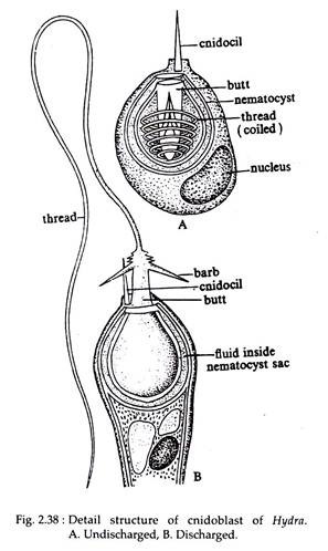 Detail Structure of Cnidoblast of Hydra