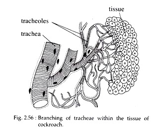 Branching of Tracheae