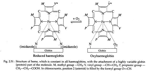 Haemoglobin and Oxyhaemoglobin