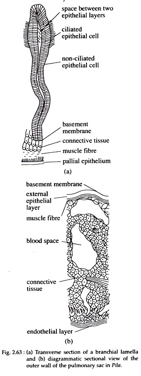 Transverse Section of Branchial Lamella and Outer Wall of the Pulmonary Sac in Pila