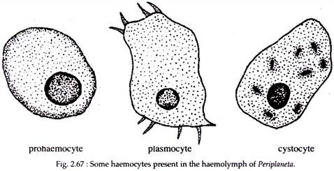 Haemocytes Present in the Haemolymph