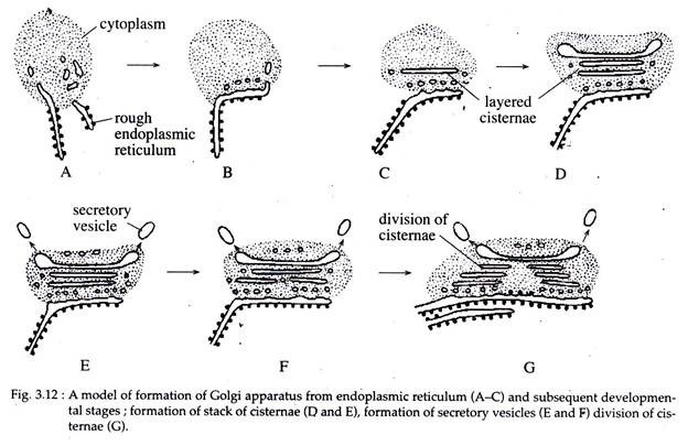 Model of Formation of Golgi Apparatus