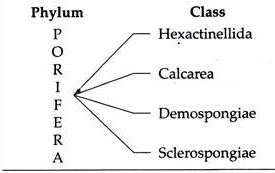 Phylum and Class