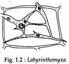 Labyrinthomyxa