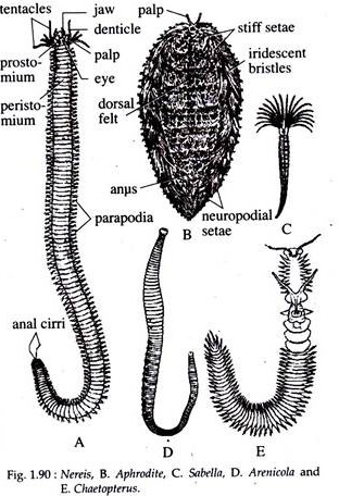 Nereis, Aphrodite, Sabella, Arenicola and Chaetopterus