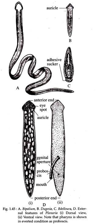 Bipalium, Dugesia, Bdelloura and External Features