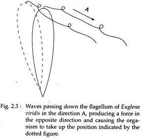 Flagellar Locomotion In Euglena Invertebrates