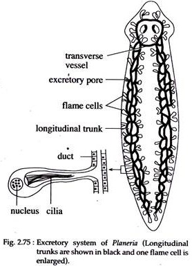 excretory system of cockroach