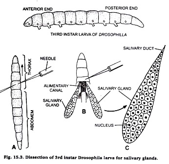 grasshopper testis dissection