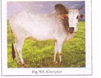 Kherigarh