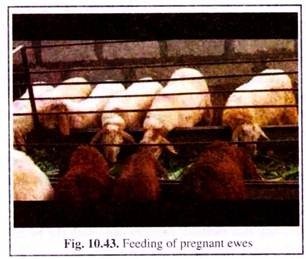 Feeding of Pregnant Ewes
