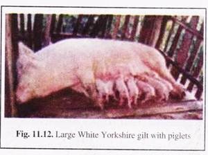 Large White Yorkshire Gilt with Piglets