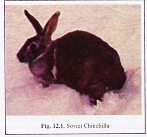 Soviet Chinchilla