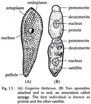 Gregarina Blattarum and Two Sporadins