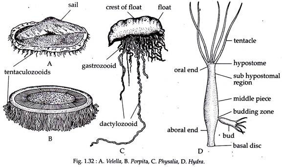 Velella, Porpita, Physalia and Hydra