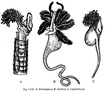 Rhabdopleura, Atubaria and Cephalodiscus