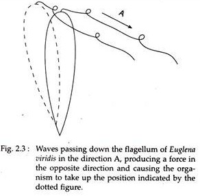 Waves Passing Down the Flagelum of Euglena Viridis