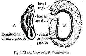 Neomenia and Proneomenia