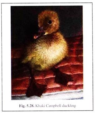 Khaki Campbell Duckling