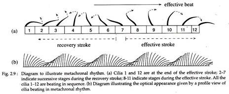 Metachronal Rhythm