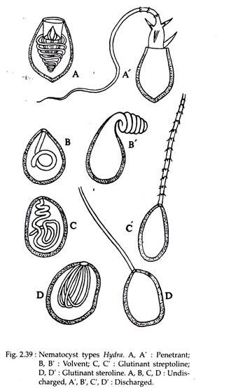 Nematocyst Types Hydra