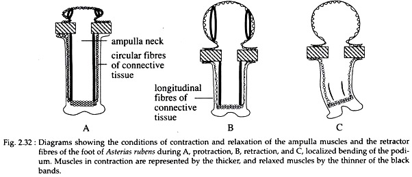 Conditions of Contraction and Relaxation