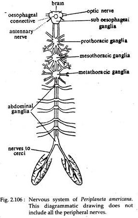 Nervous System of Periplaneta Americana