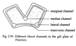 Different Blodd Channels in the Gill Plate of Palaemon