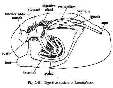 Digestive System of Lamellidense