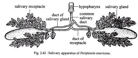 Salivary Apparatus of Periplaneta Americana