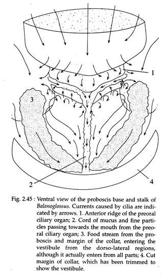 Ventral View of the Proboscis